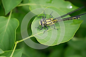 Dragonfly on green foliage â„–7