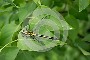 Dragonfly on green foliage â„–9