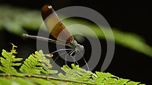 Dragonfly on green frond