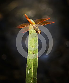 Dragonfly on green grass