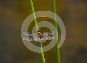 Dragonfly on the green grass