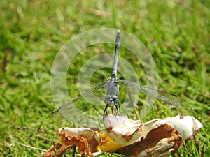 Dragonfly on green grass close-up, Sri Lanka