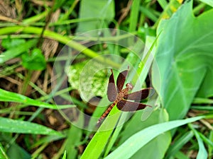 The Dragonfly on the green grass leaves