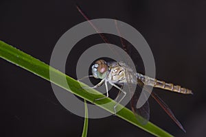 Dragonfly on green grass stem