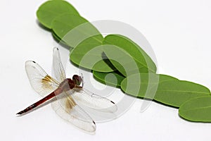 Dragonfly with green leaf and on the white background.