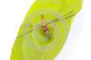 Dragonfly on the green leaf and on the white background.