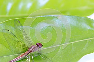 Dragonfly on the green leaf and on the white background. it is a fast flying long bodied predator insect.