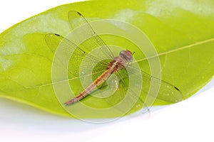 Dragonfly on the green leaf and on the white background. it is a fast flying long bodied predator insect.