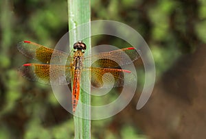 Dragonfly on the green leaves