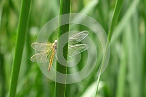 Dragonfly on the green leaves