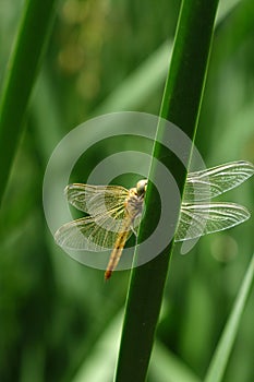 Dragonfly on the green leaves
