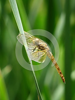 Dragonfly on the green leaves