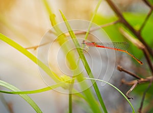 The Dragonfly on green leaves.