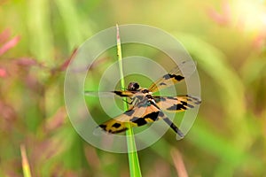 Dragonfly on green leaves, dragonfly on tree branch, Yellow dragonfly, Dragonfly spotted wing, Animal Wildlife, Insect