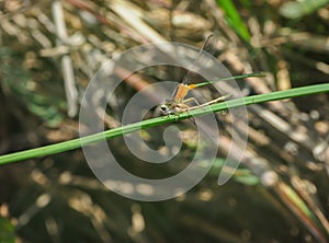 The Dragonfly on green leaves of plant.