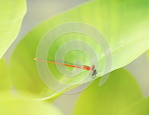 The Dragonfly on green leaves of plant.