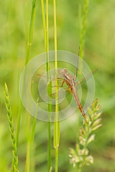 Dragonfly on the green meadow