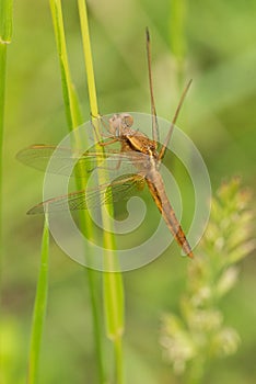 Dragonfly on the green meadow