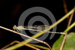 Dragonfly on the green plant