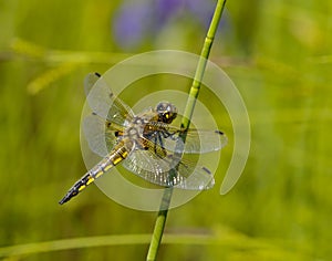 Dragonfly on a green stalk