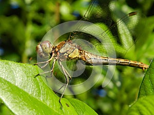 Dragonfly greeting