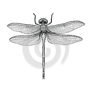 Dragonfly hand drawing vintage engraving illustration