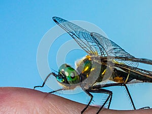 Dragonfly on hand