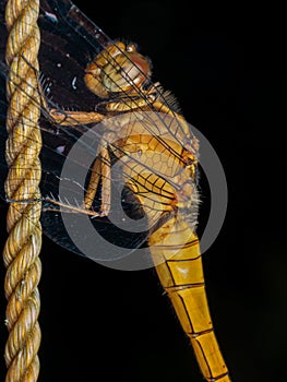 a dragonfly hang on ther rope