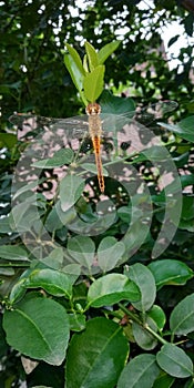 Dragonfly Hanging on a Leaf Nature Image