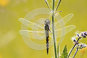 dragonfly hanging on to grass, is widely spread its wings