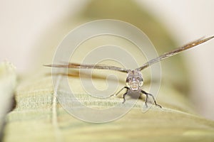 Dragonfly head close-up on a light background