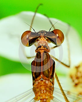 Dragonfly Head