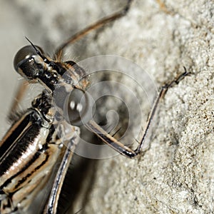 Dragonfly head  macro