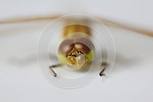 Dragonfly Head Portrait