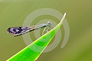 Dragonfly, Heliocypha perforata & H. biforata photo