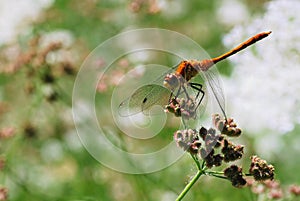 A Dragonfly Holds Tightly to a Flower During Windy Conditions