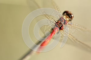 Dragonfly horsepower behind the wings