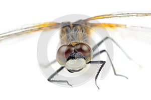 Dragonfly with Huge Multifaceted Eyes Macro Isolated on White Background photo
