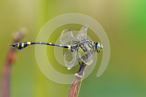 Dragonfly(Ictinogomphus rapax)