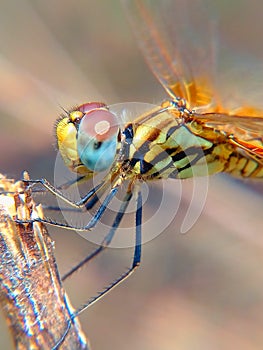 Dragonfly image