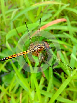 Dragonfly image