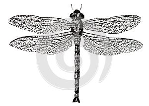 Dragonfly, impression of the stamp. isolated on white