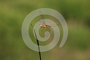 Dragonfly flying moment photo