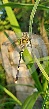 Dragonfly insect