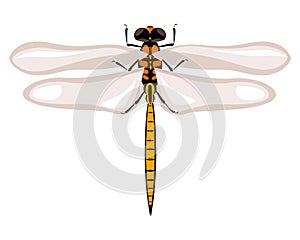 Dragonfly insect beetle vector illustration