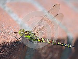 A dragonfly