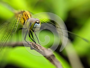 A dragonfly is an insect belonging to the order Odonata, infraorder Anisoptera. Adult dragonflies are characterized by large