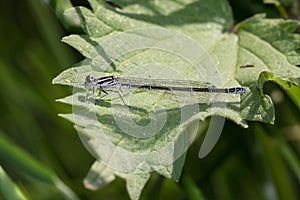 Dragonfly a insect called spearhead bluet very detailed and sitting on a green leaf photo