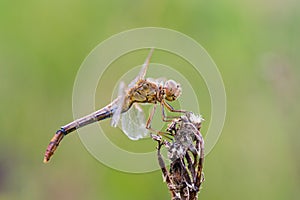 Dragonfly insect, closeup view. Sympetrum flaveolum