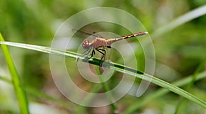 Libellula insetti giardino la città 